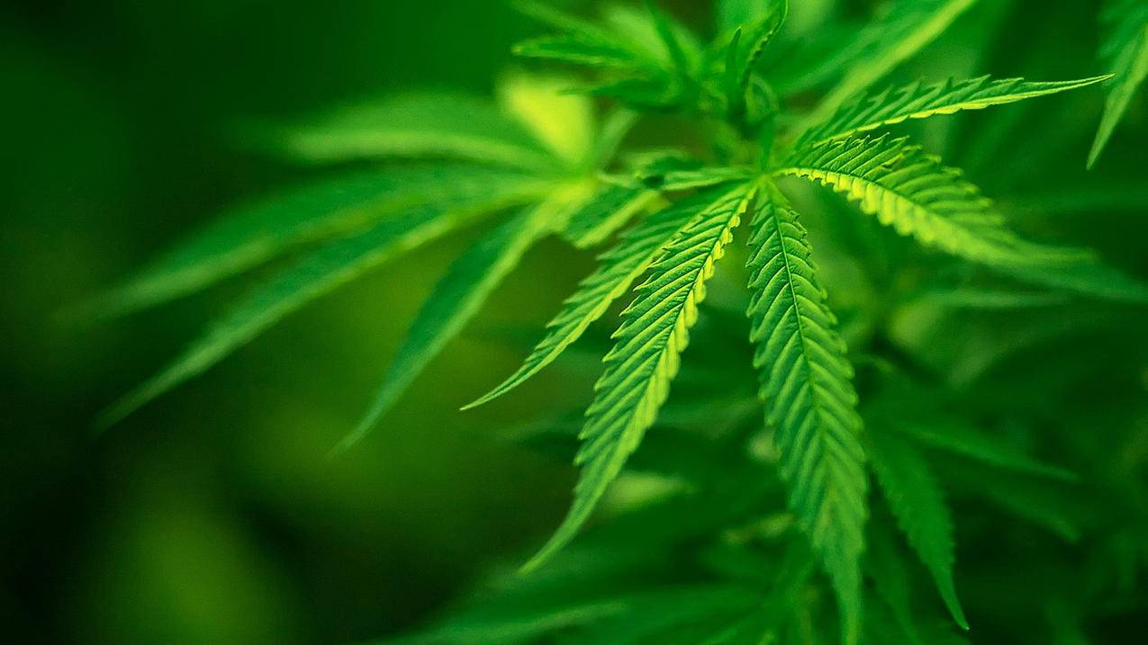 在线一键刷快手双击代刷网-抖音10个重点关注,快手网上刷活粉