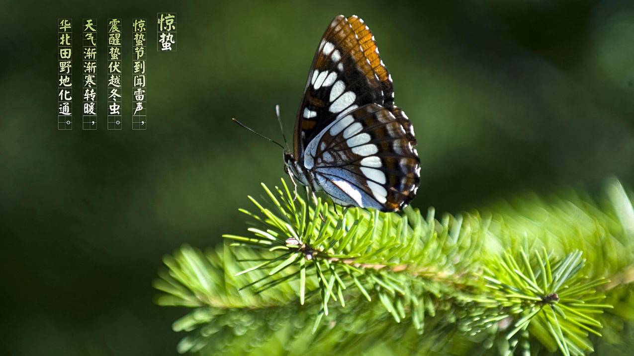 抖音2元100赞网址 - 自助刷赞全网最低价,刷快手粉丝自助平台